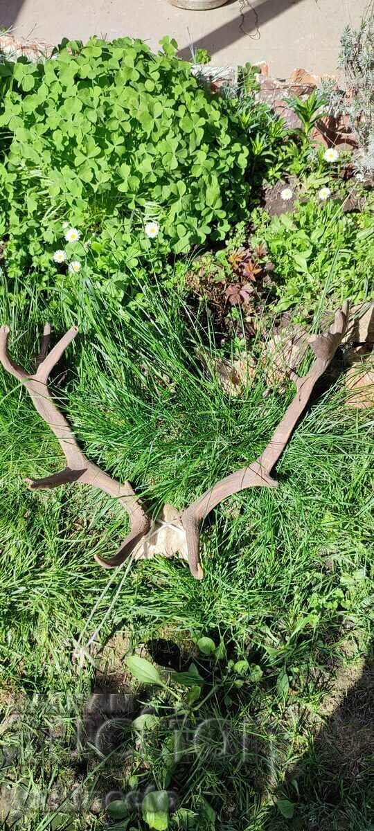 Horns with price 200.00 BGN | € 102.26 Horns with price 200.00 BGN | € 102.26