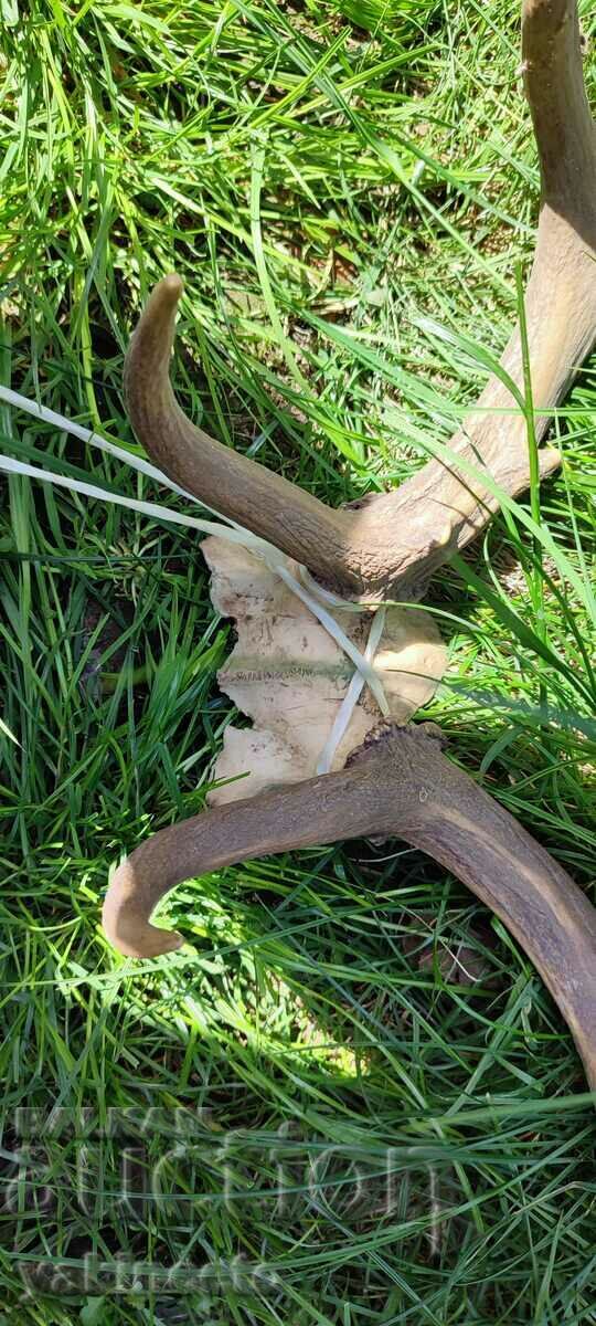 Auction Horns Auction Horns