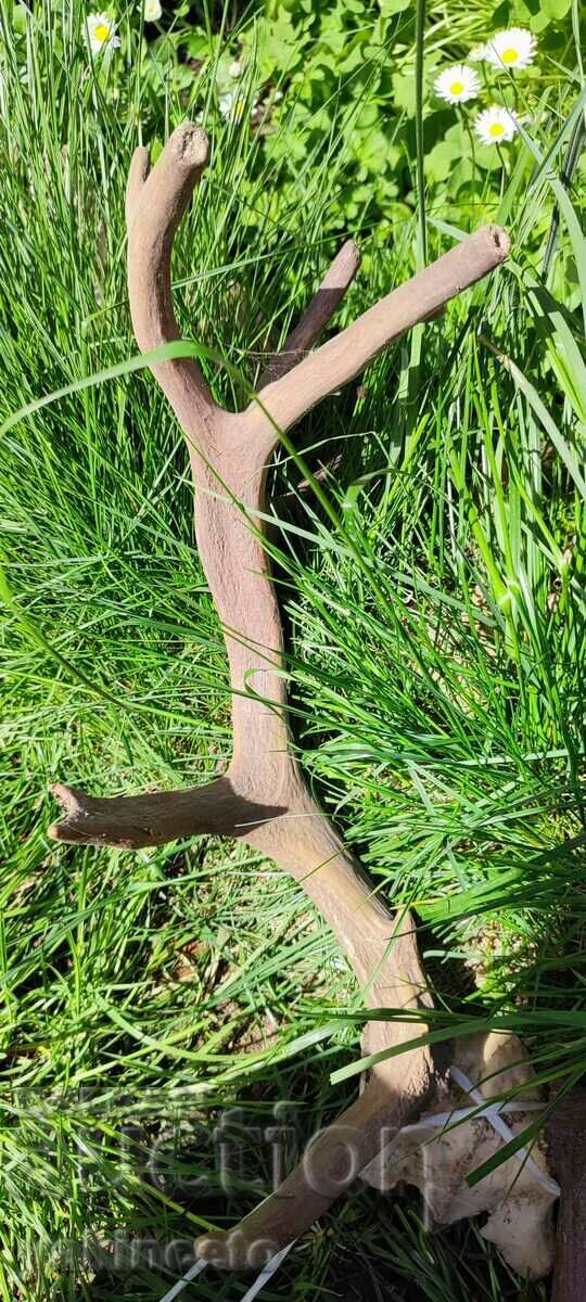 Delivery of Horns Delivery of Horns