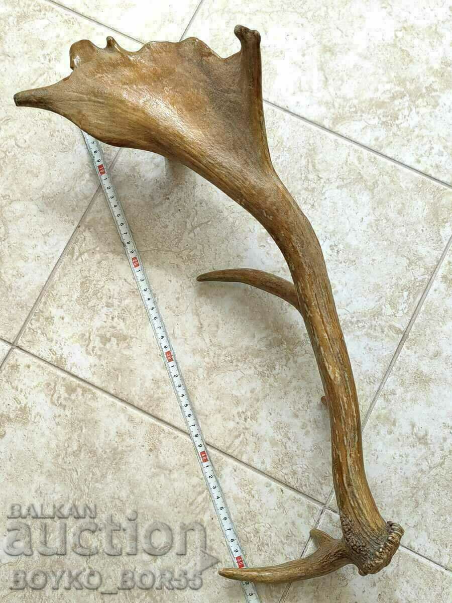 Super Yak Big Old Horn Stag Lopatar with 4 Prongs with price 85.00 BGN | € 43.46 Super Yak Big Old Horn Stag Lopatar with 4 Prongs with price 85.00 BGN | € 43.46