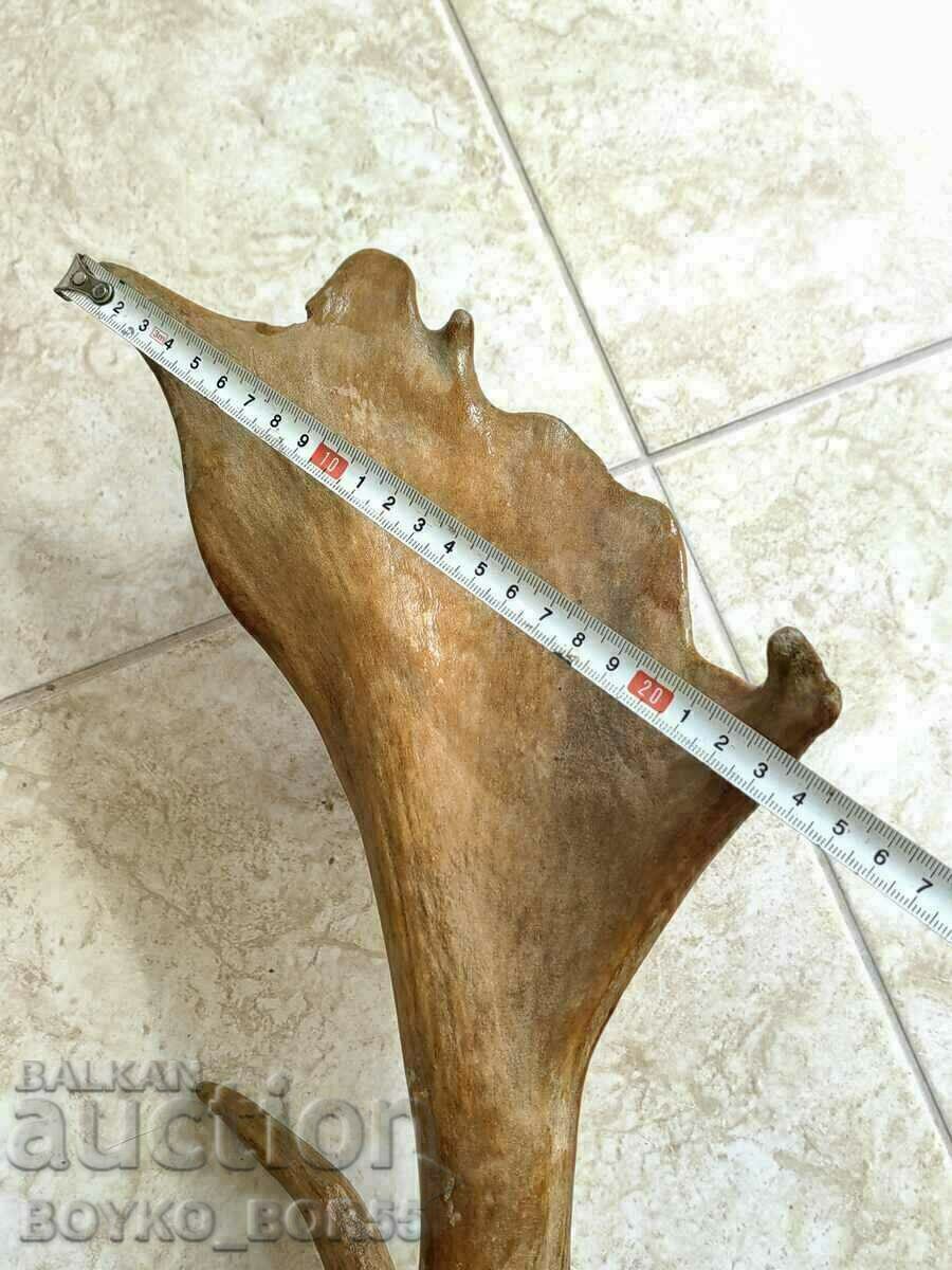 Auction Super Yak Big Old Horn Stag Lopatar with 4 Prongs Auction Super Yak Big Old Horn Stag Lopatar with 4 Prongs