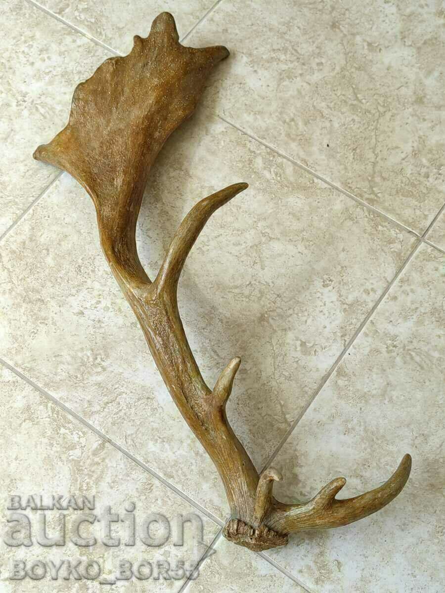 Delivery of Super Yak Big Old Horn Stag Lopatar with 4 Prongs Delivery of Super Yak Big Old Horn Stag Lopatar with 4 Prongs