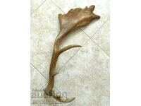 Super Yak Big Old Horn Stag Lopatar with 4 Prongs
