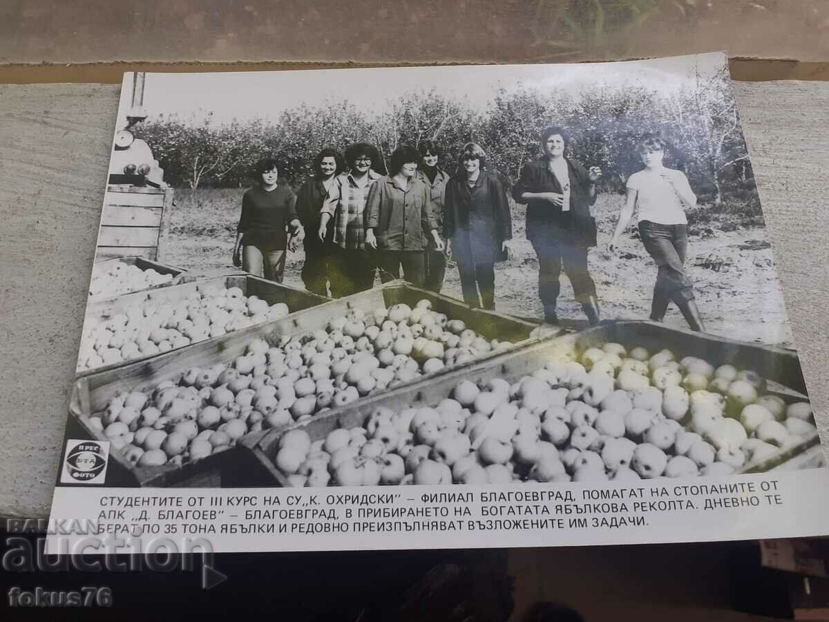 Fotocopie Soc BTA PressPhoto recoltare mere cu preț 29.00 BGN | € 14.83 Fotocopie Soc BTA PressPhoto recoltare mere cu preț 29.00 BGN | € 14.83