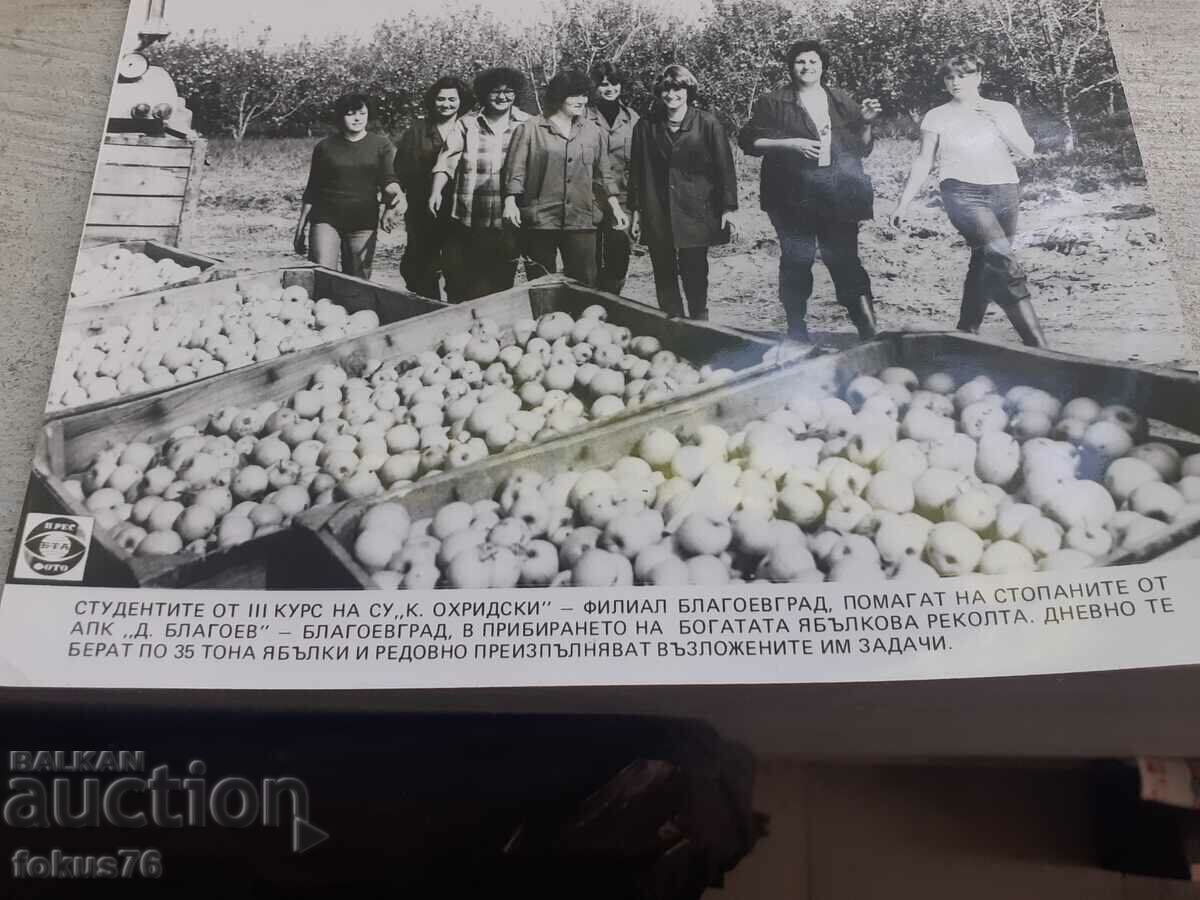 Licitație Fotocopie Soc BTA PressPhoto recoltare mere Licitație Fotocopie Soc BTA PressPhoto recoltare mere