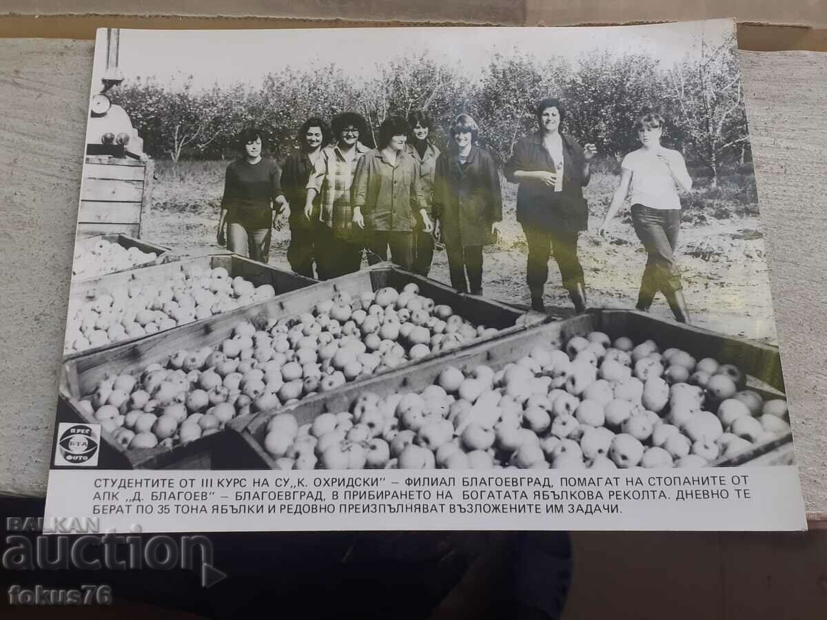 Снимка фотокопие Соц БТА ПресФото ябълкова реколта