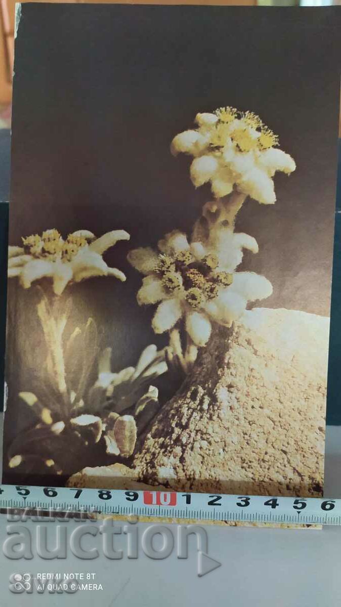Card Edelweiss