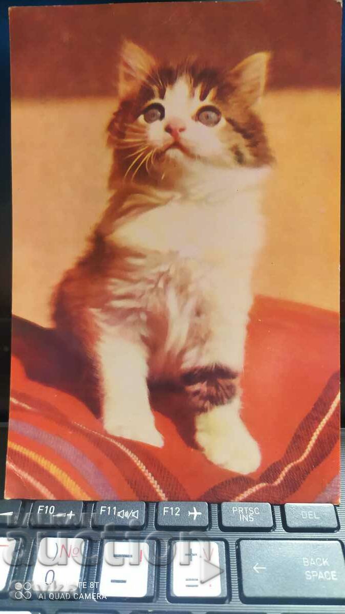 1963 κάρτα γατάκι