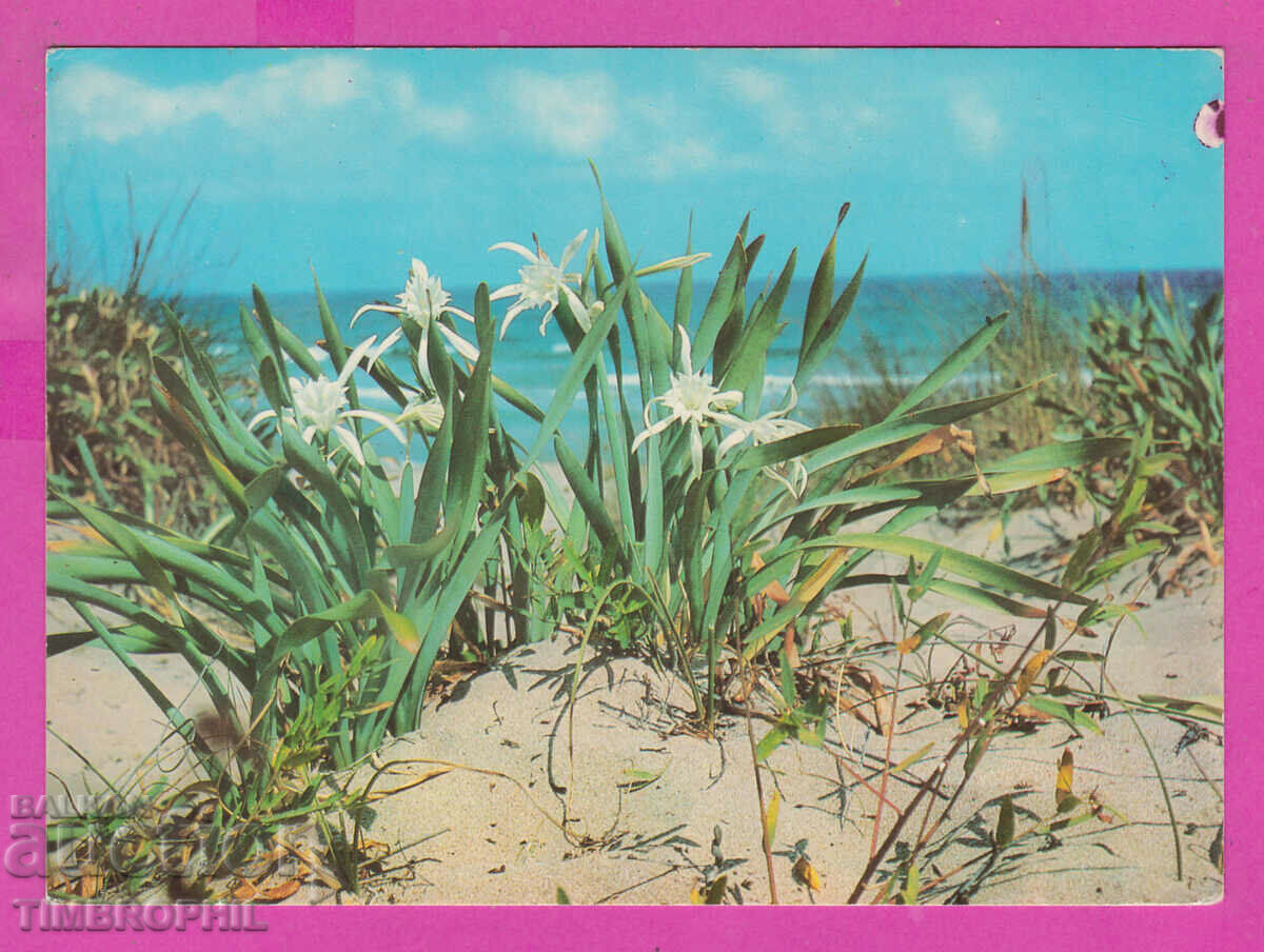 Auction 310991 / Sozopol - Pyaschni Kramove 1973 Photo edition PK Auction 310991 / Sozopol - Pyaschni Kramove 1973 Photo edition PK