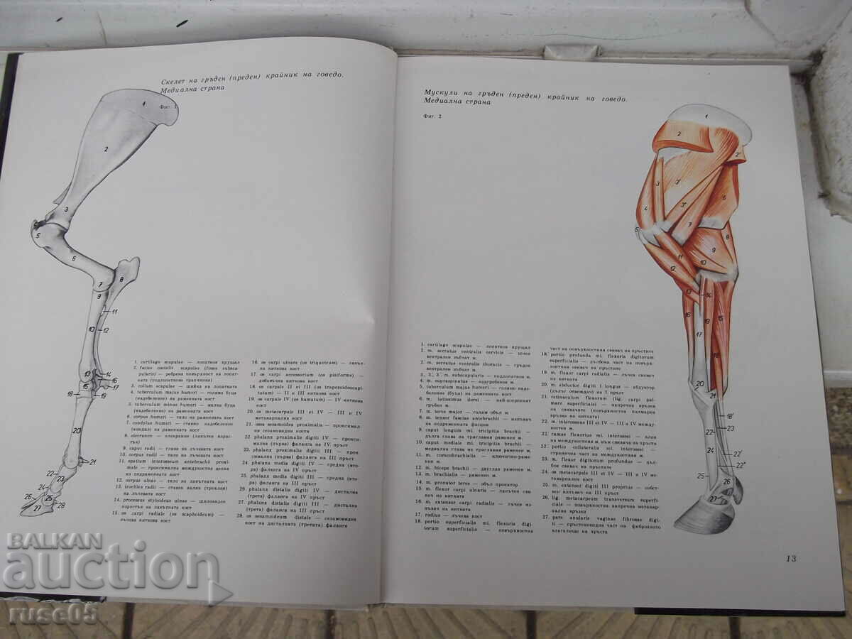 Book "Atlas of topographical anatomy-III volume-P. Popesco"-206p - 5 Book "Atlas of topographical anatomy-III volume-P. Popesco"-206p - 5