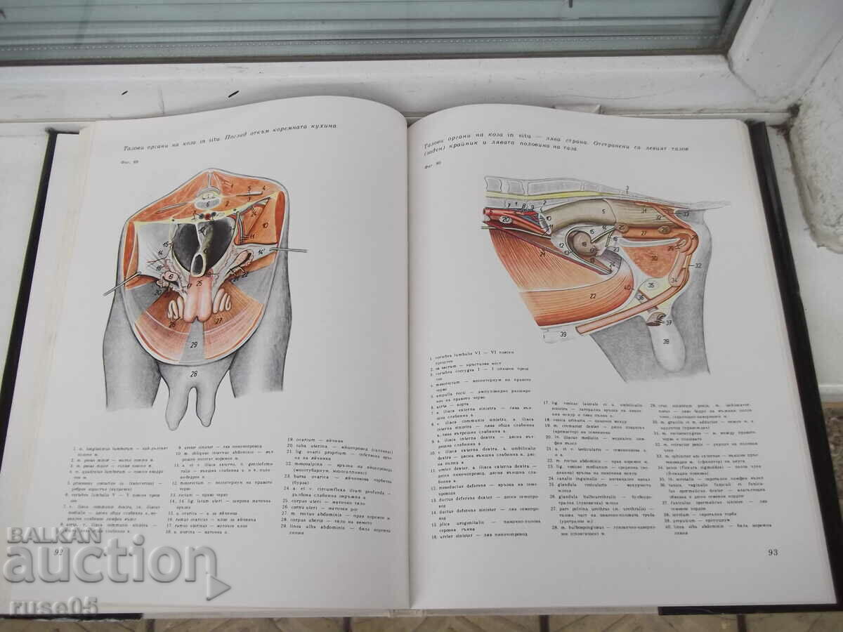 Book "Atlas of topographical anatomy-III volume-P. Popesco"-206p - 6 Book "Atlas of topographical anatomy-III volume-P. Popesco"-206p - 6