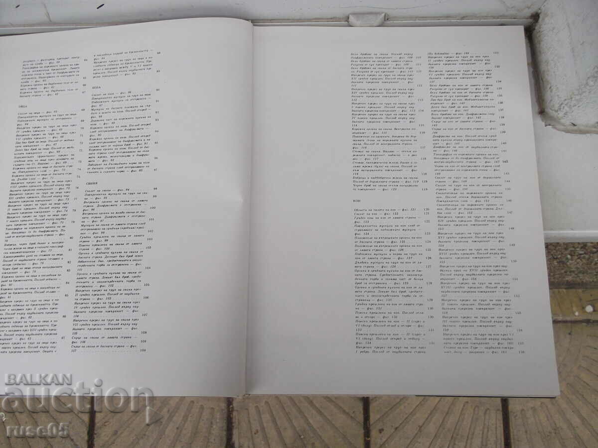 Auction Book "Atlas of topographical anatomy-II volume-P. Popesco"-194 p Auction Book "Atlas of topographical anatomy-II volume-P. Popesco"-194 p