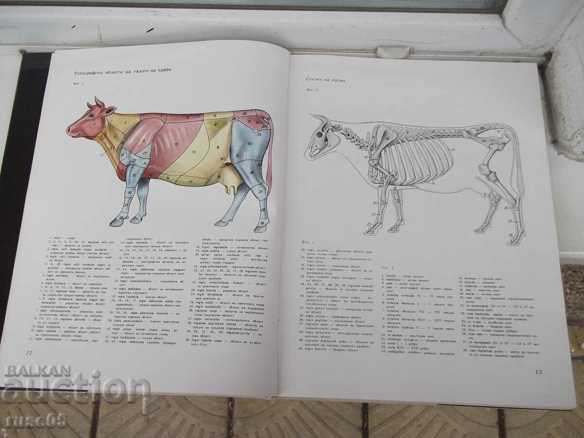 Book "Atlas of topographical anatomy-II volume-P. Popesco"-194 p - 6 Book "Atlas of topographical anatomy-II volume-P. Popesco"-194 p - 6