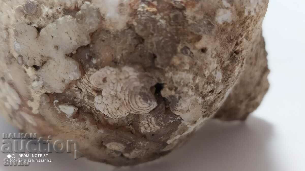 Fossil with price 19.99 BGN | € 10.22 Fossil with price 19.99 BGN | € 10.22