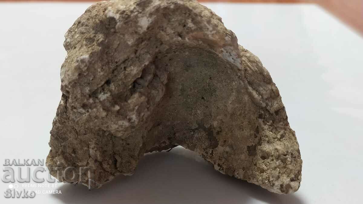 Auction Fossil Auction Fossil