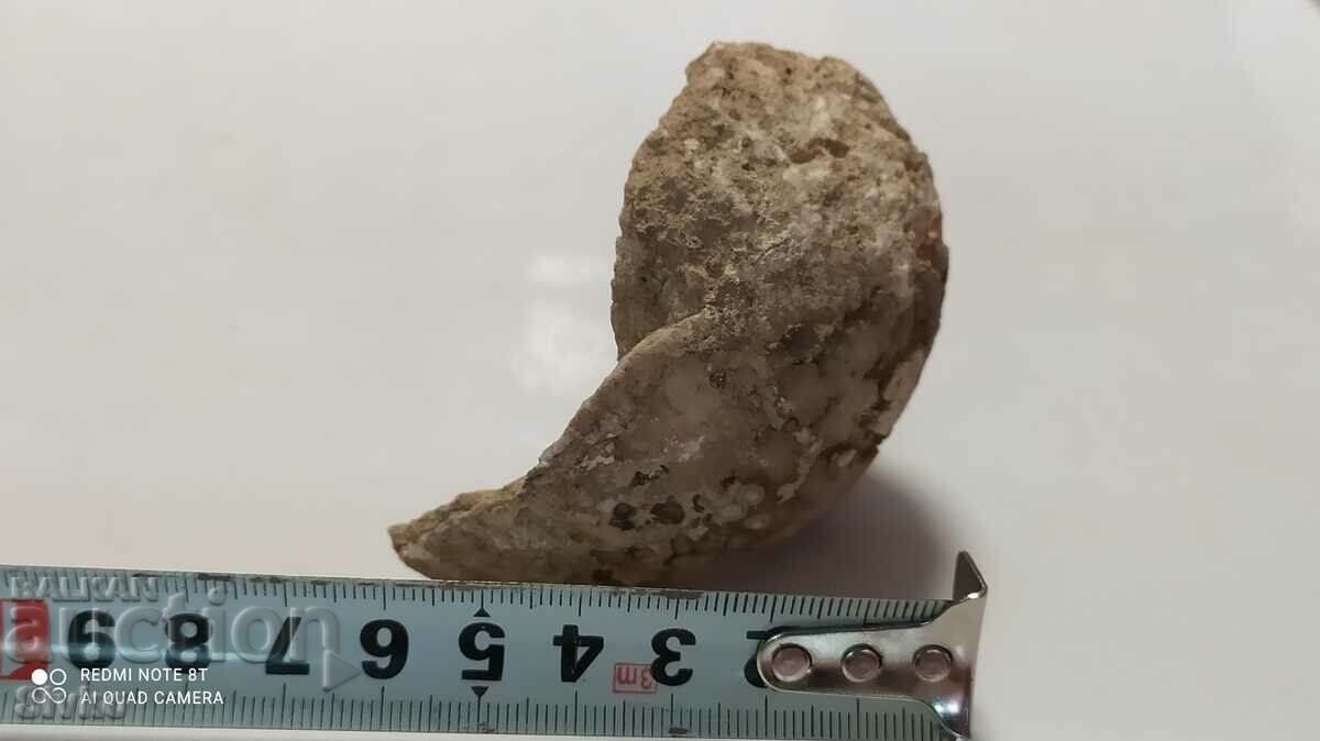 Fossil - 6 Fossil - 6