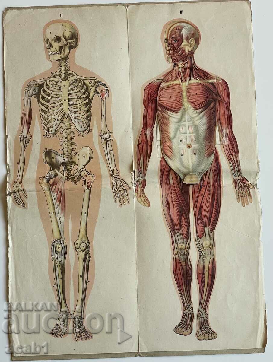 Auction Human Body Anatomical Model Male. "Gr. Paskov" Auction Human Body Anatomical Model Male. "Gr. Paskov"