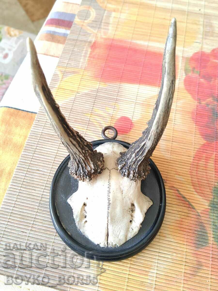 Hunting Trophy Roe Deer Antlers on Wall Mount with price 39.00 BGN | € 19.94