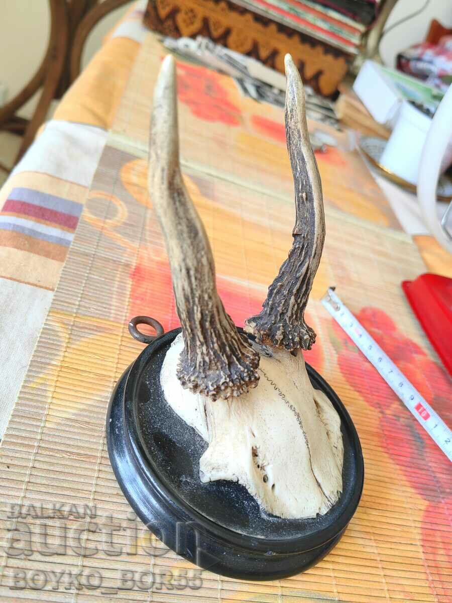 Hunting Trophy Roe Deer Antlers on Wall Mount - 5