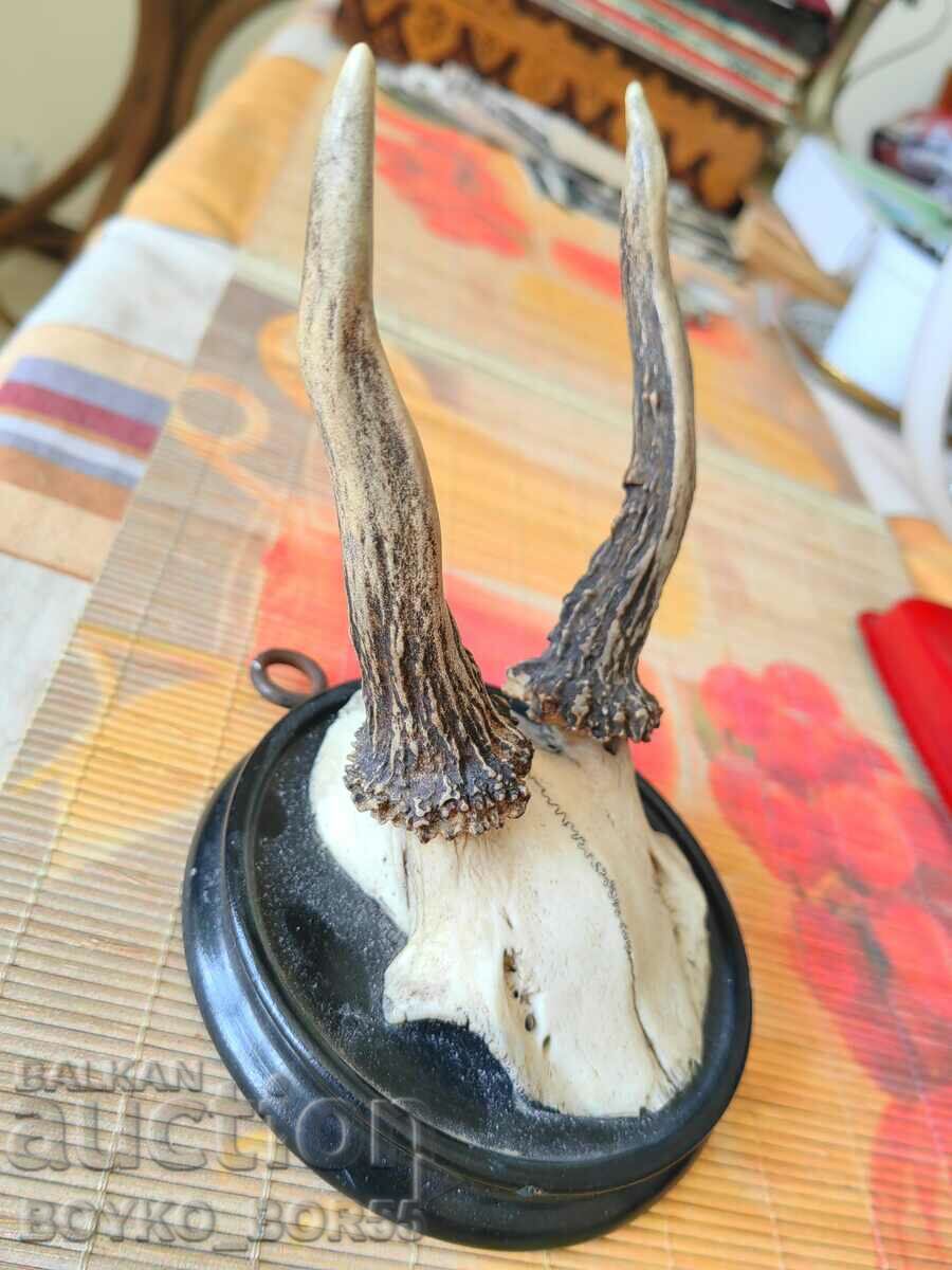 Hunting Trophy Roe Deer Antlers on Wall Mount