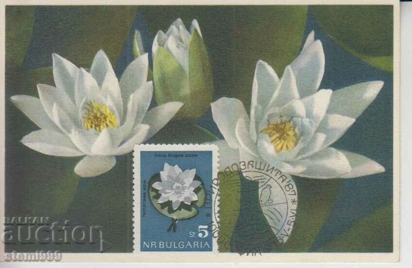 Postcard Maximum FDC Flowers