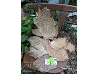 Caribbean sea fan coral tree for decoration