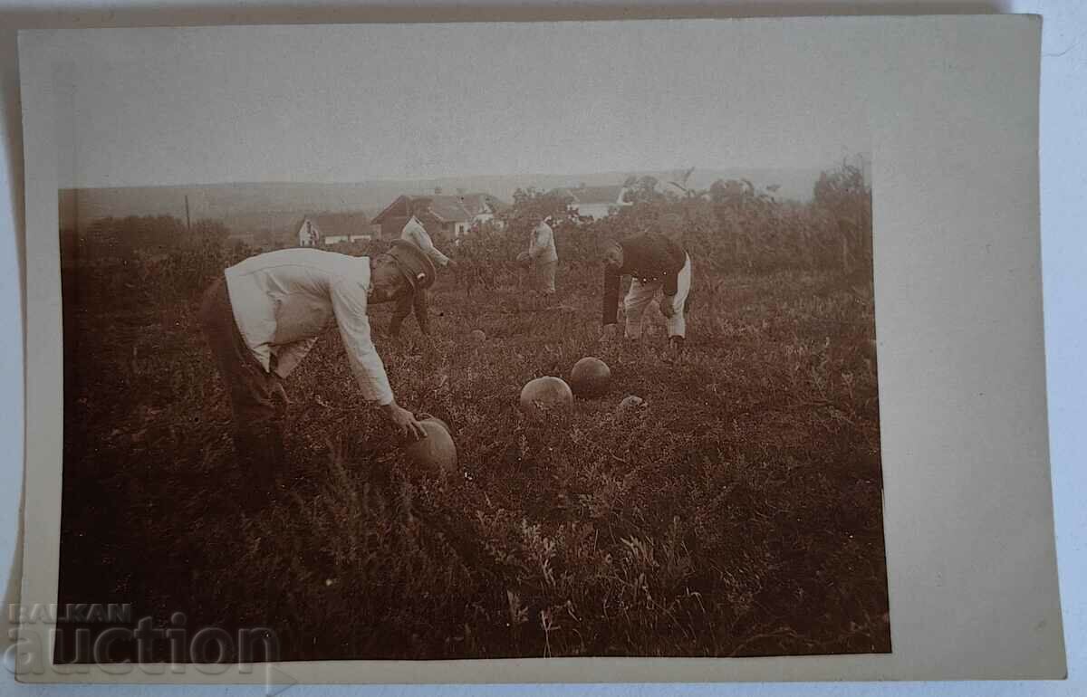 Auction MILITARY WATERMELON WORLD WAR I PHOTO KINGDOM OF BULGARIA Auction MILITARY WATERMELON WORLD WAR I PHOTO KINGDOM OF BULGARIA
