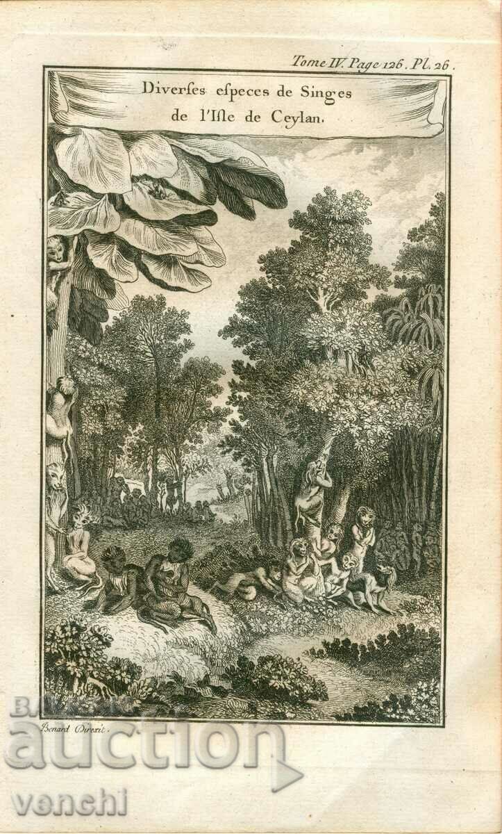 1780 - GRAVURA VECHE - Ceylon Sri Lanka - ORIGINAL