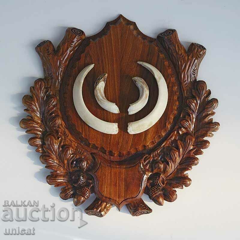 Trofeu de vânătoare, dinți, colți de mistreț, mistreț Trofeu de vânătoare, dinți, colți de mistreț, mistreț