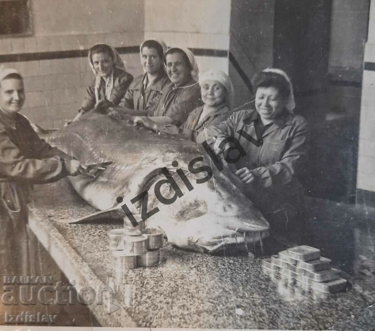 A unique Bulgarian photo of a sturgeon fish - 5 A unique Bulgarian photo of a sturgeon fish - 5