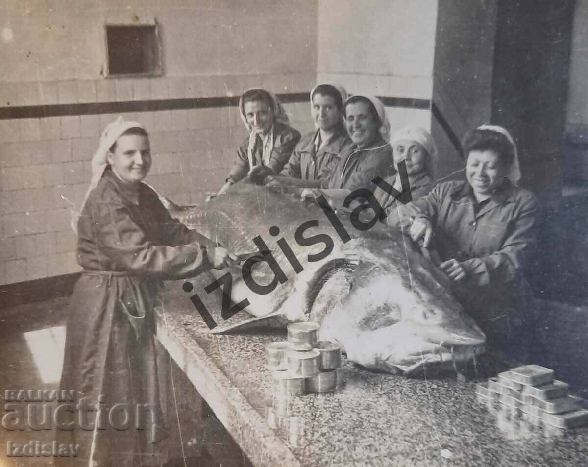A unique Bulgarian photo of a sturgeon fish - 6 A unique Bulgarian photo of a sturgeon fish - 6