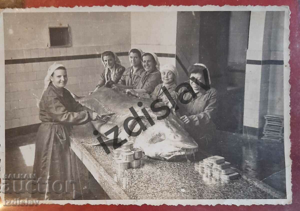 Уникална българска снимка на есетрова риба Уникална българска снимка на есетрова риба