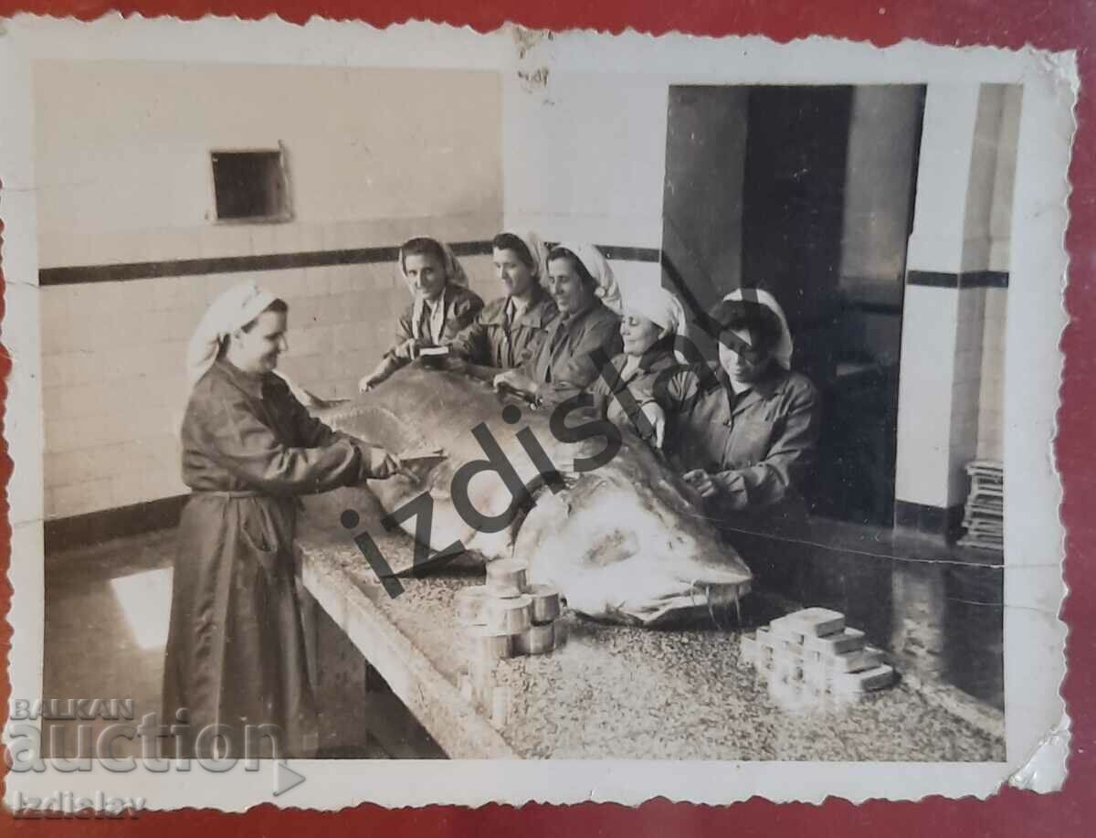 Delivery of A unique Bulgarian photo of a sturgeon fish