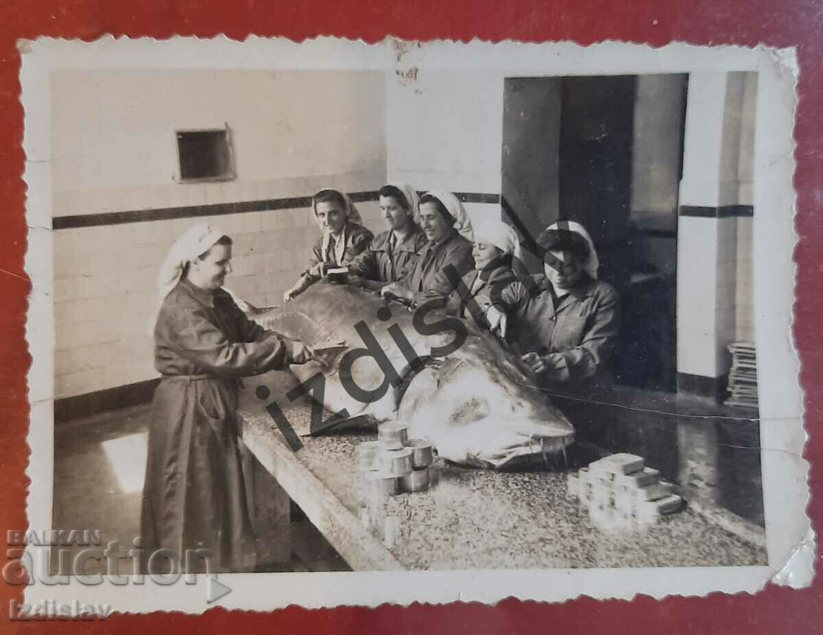 A unique Bulgarian photo of a sturgeon fish