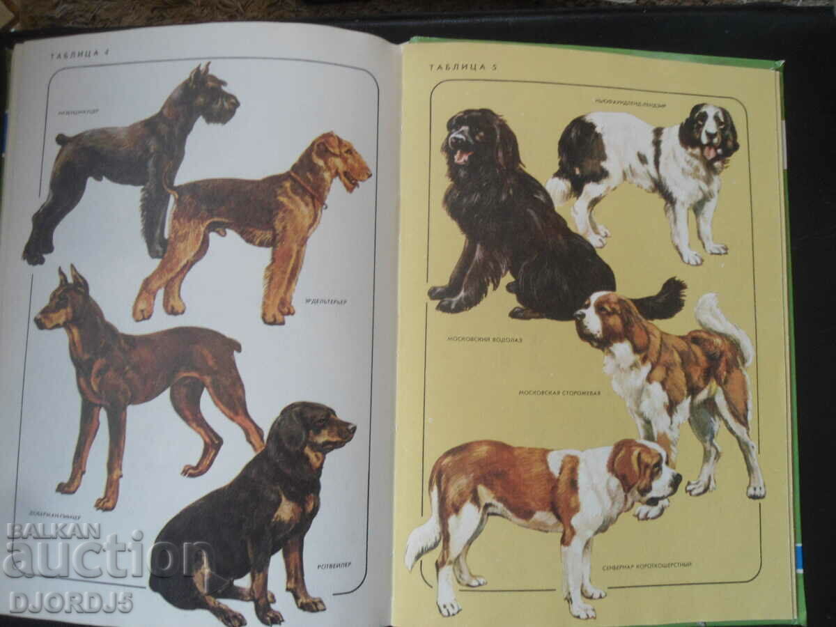 Neighbors on the planet, Pets - 5