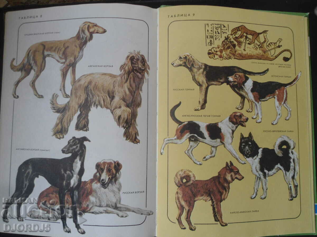 Neighbors on the planet, Pets - 6