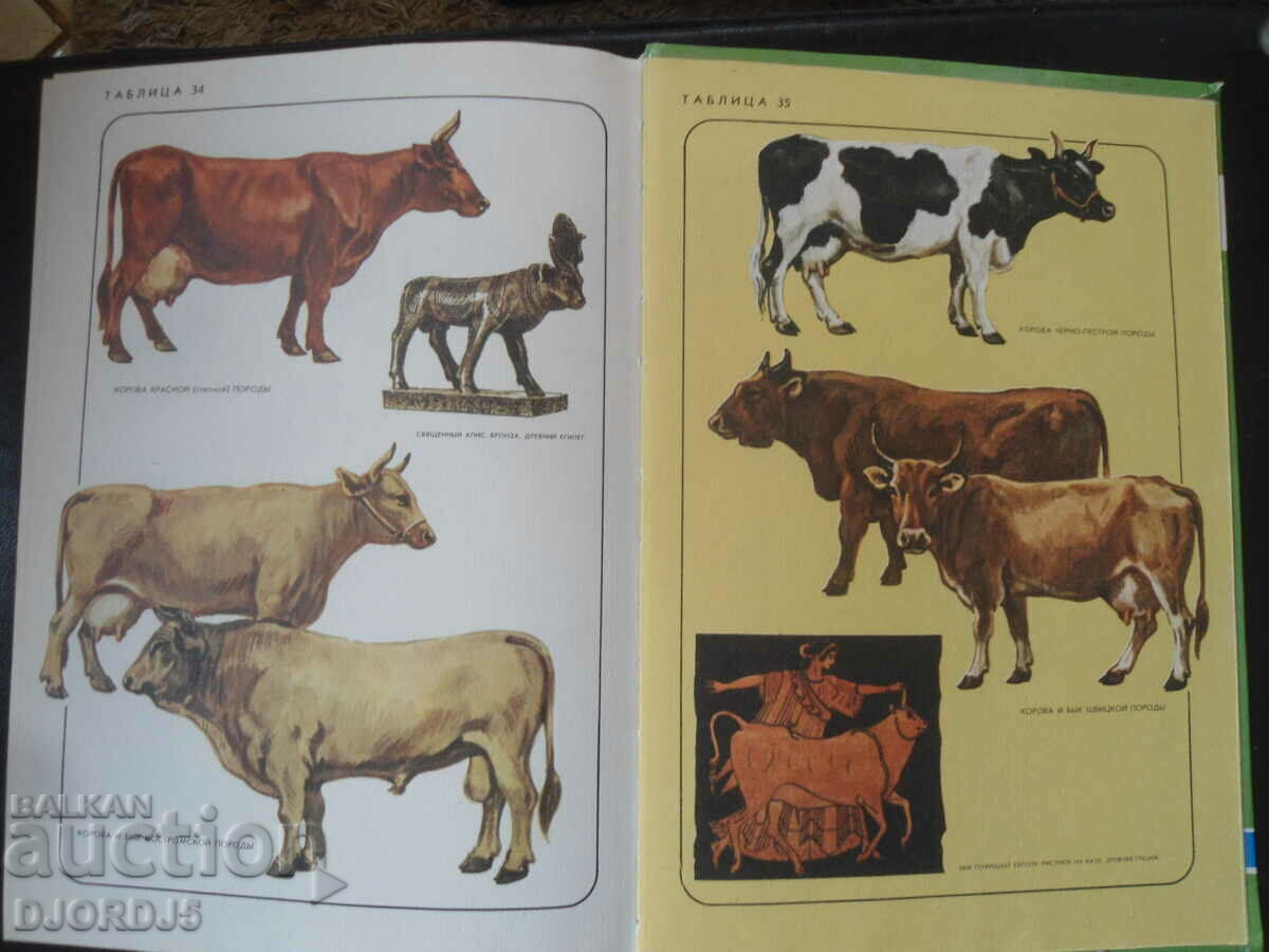 Neighbors on the planet, Pets - 7