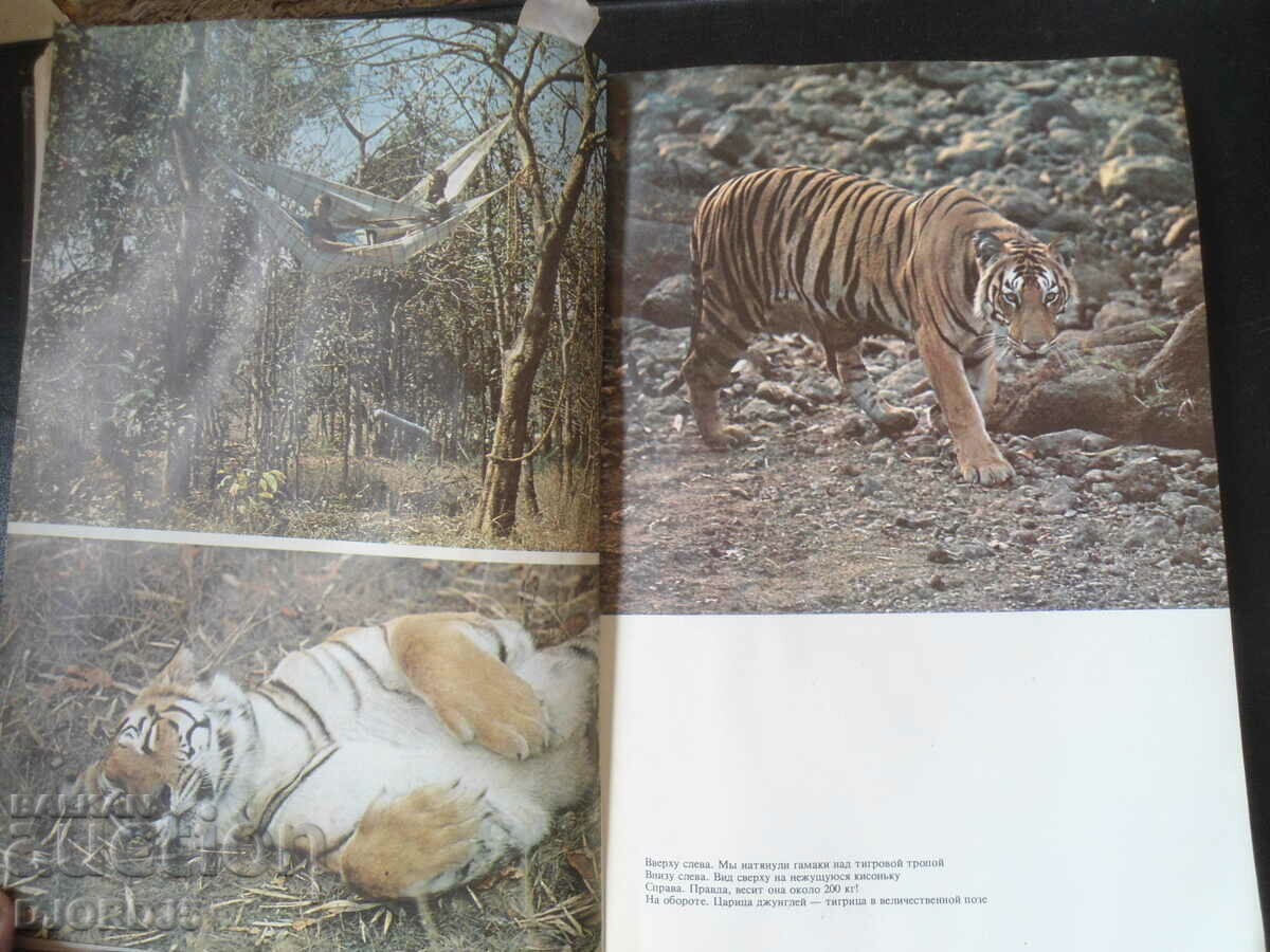 Auction Mir, Jungle Books Auction Mir, Jungle Books