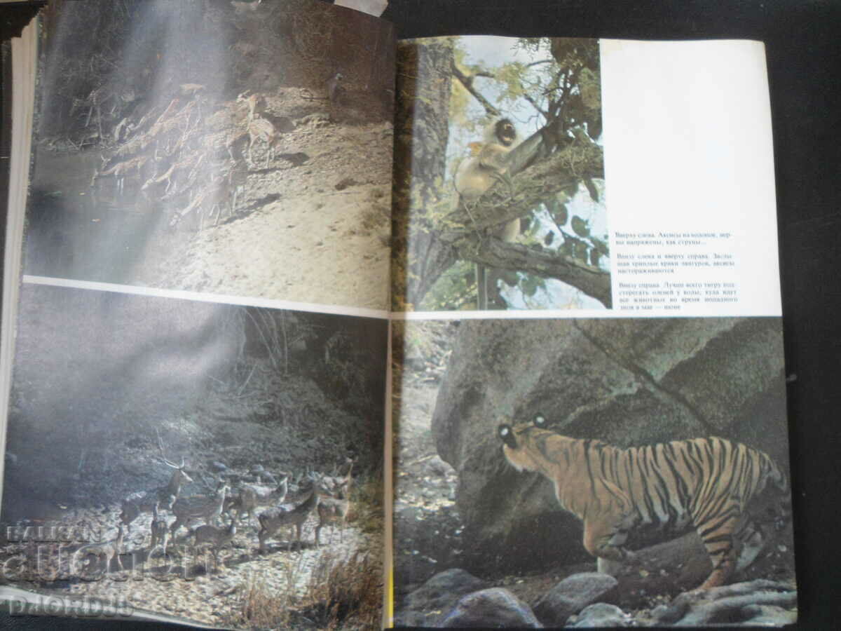 Delivery of Mir, Jungle Books Delivery of Mir, Jungle Books