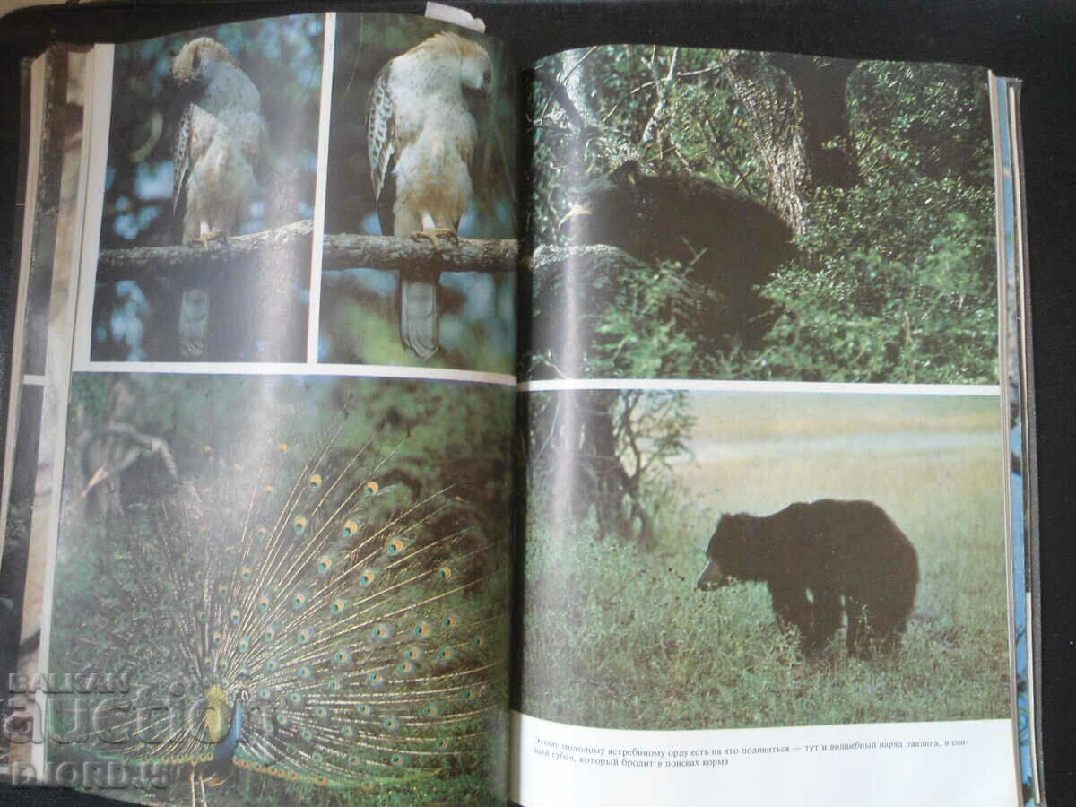 Mir, Jungle Books - 5 Mir, Jungle Books - 5