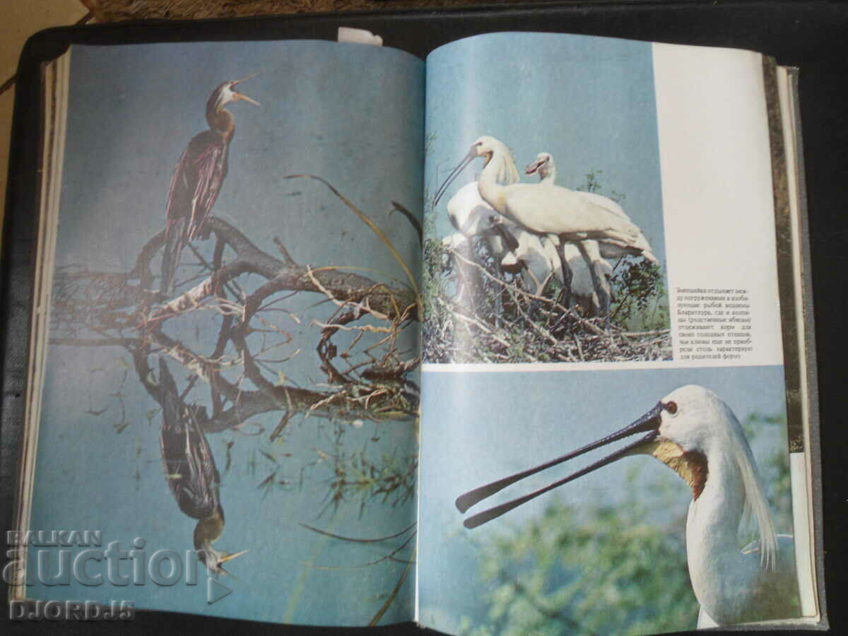 Mir, Jungle Books - 6 Mir, Jungle Books - 6