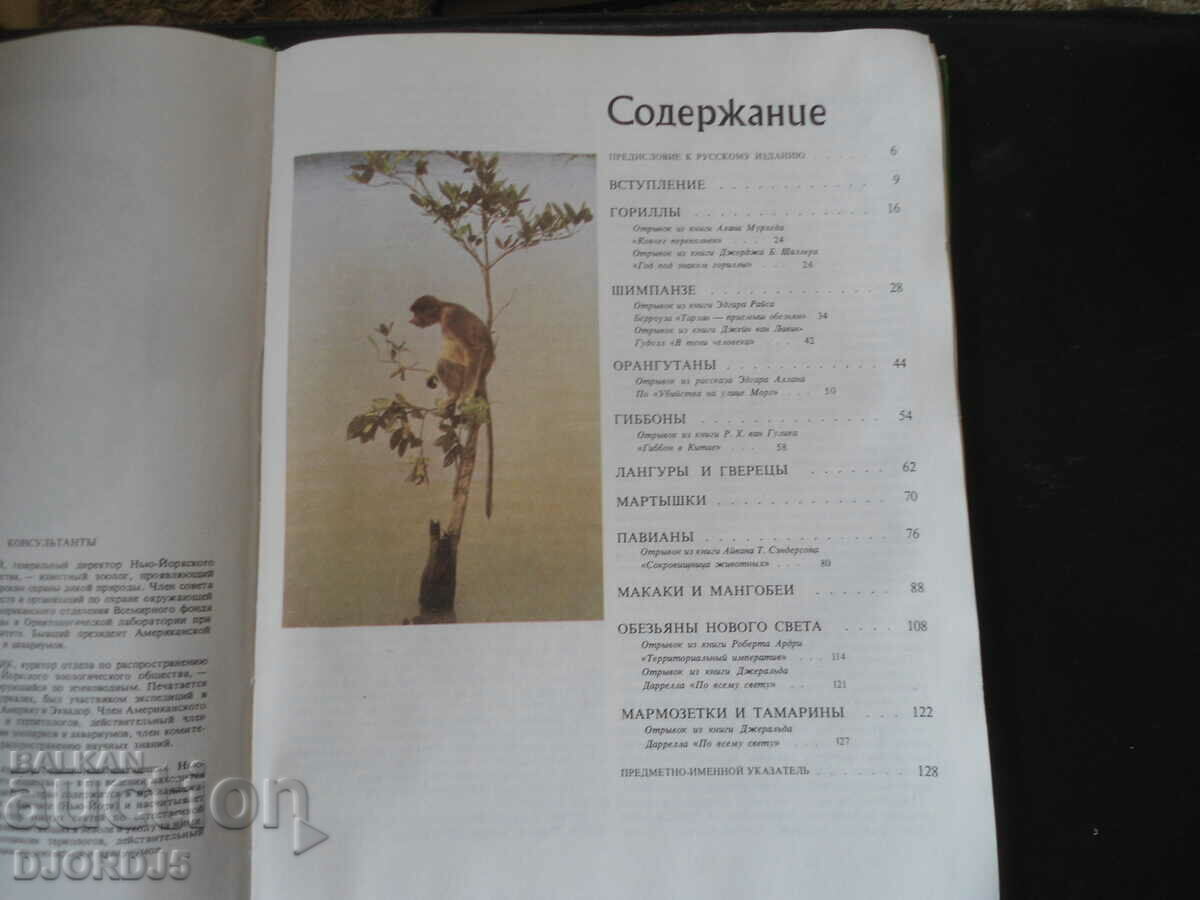 Auction Monkeys Auction Monkeys