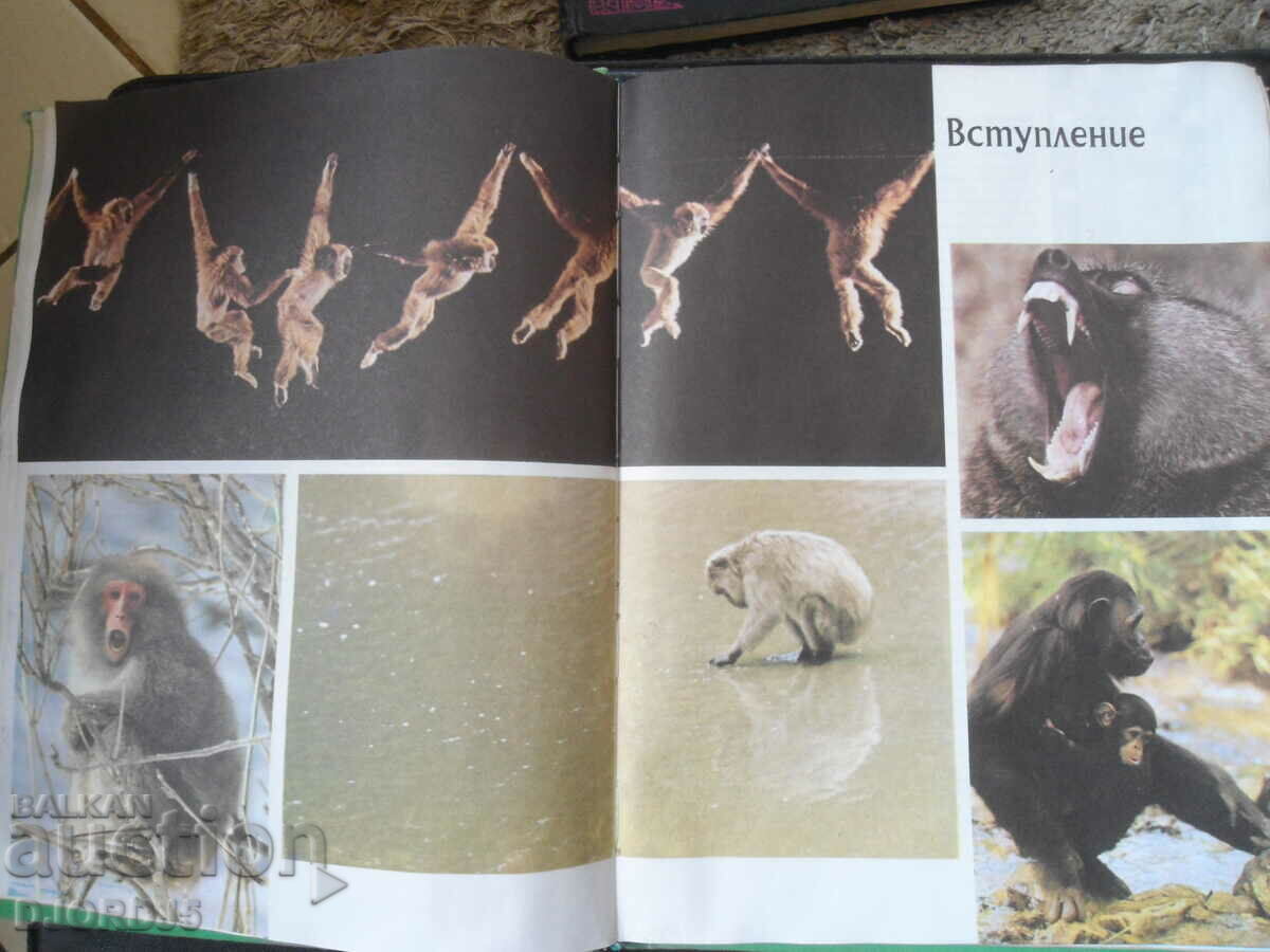 Delivery of Monkeys Delivery of Monkeys