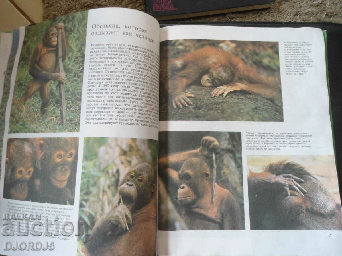 Monkeys - 5 Monkeys - 5