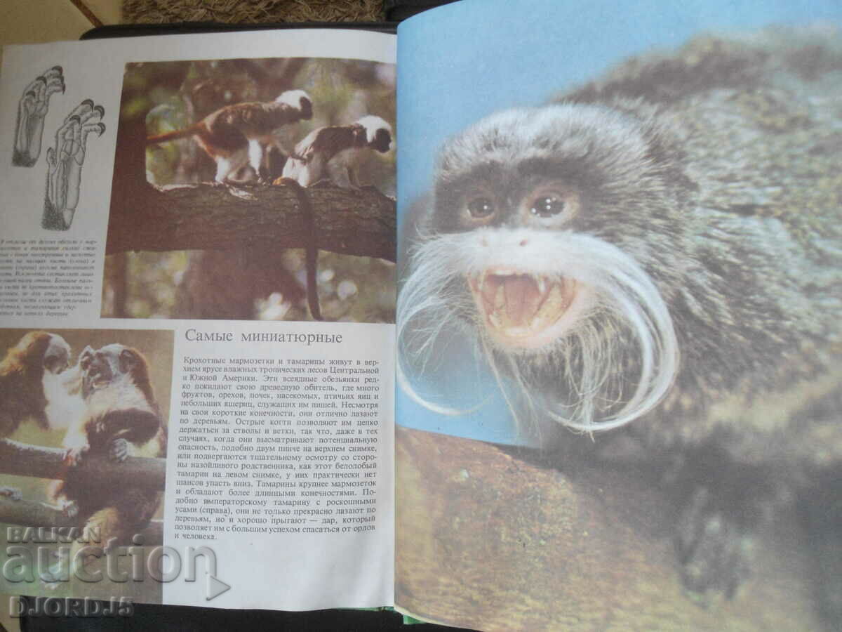 Monkeys - 6 Monkeys - 6