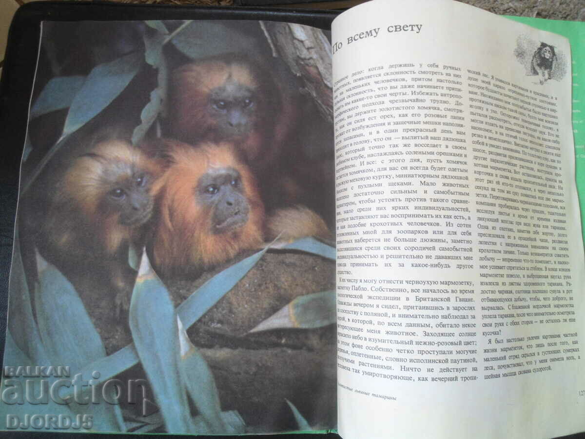 Monkeys - 7 Monkeys - 7