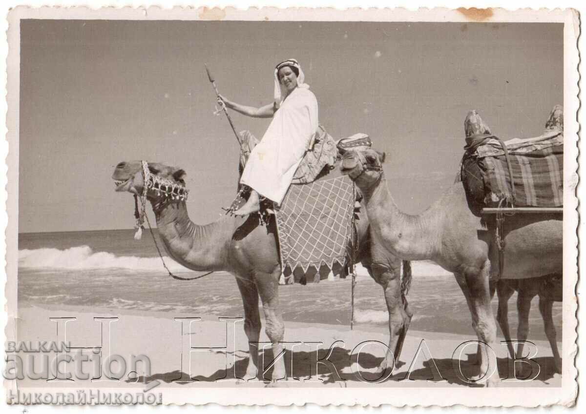 OLD PHOTO WITH CAMELS AT THE SEA THE QUEEN ON THE BEACH G848