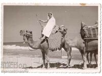 OLD PHOTO WITH CAMELS AT THE SEA THE QUEEN ON THE BEACH G848