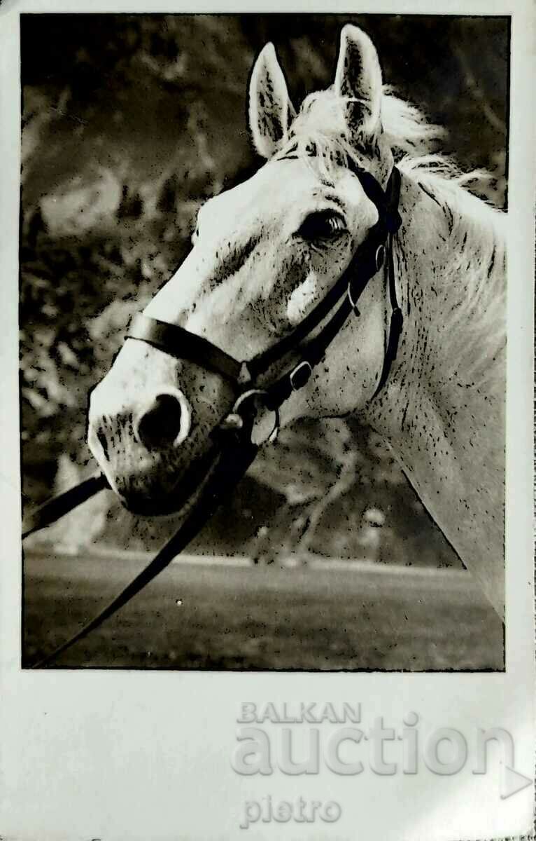 Пощенска картичка - арабски кон, жребец