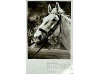 Postcard - Arabian horse, stallion